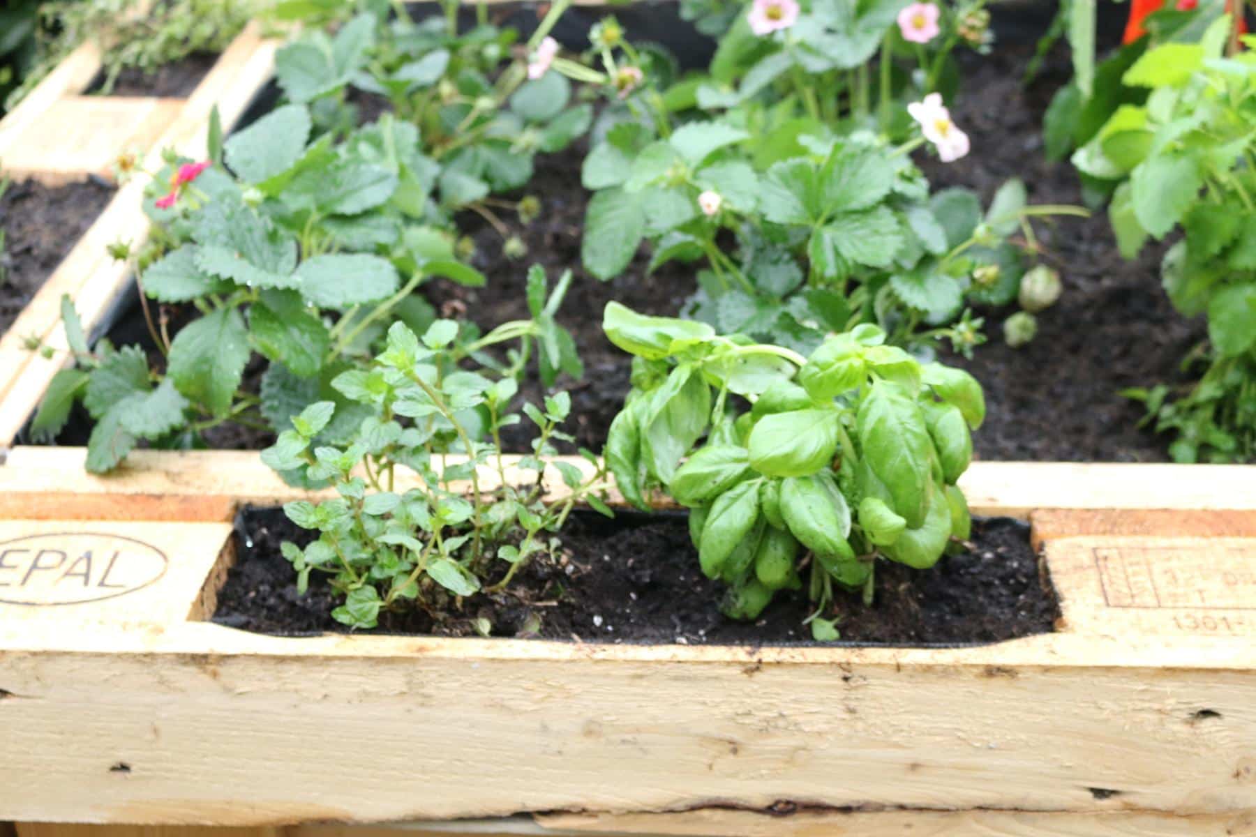 Hochbeet aus Paletten-Europaletten-Beet 