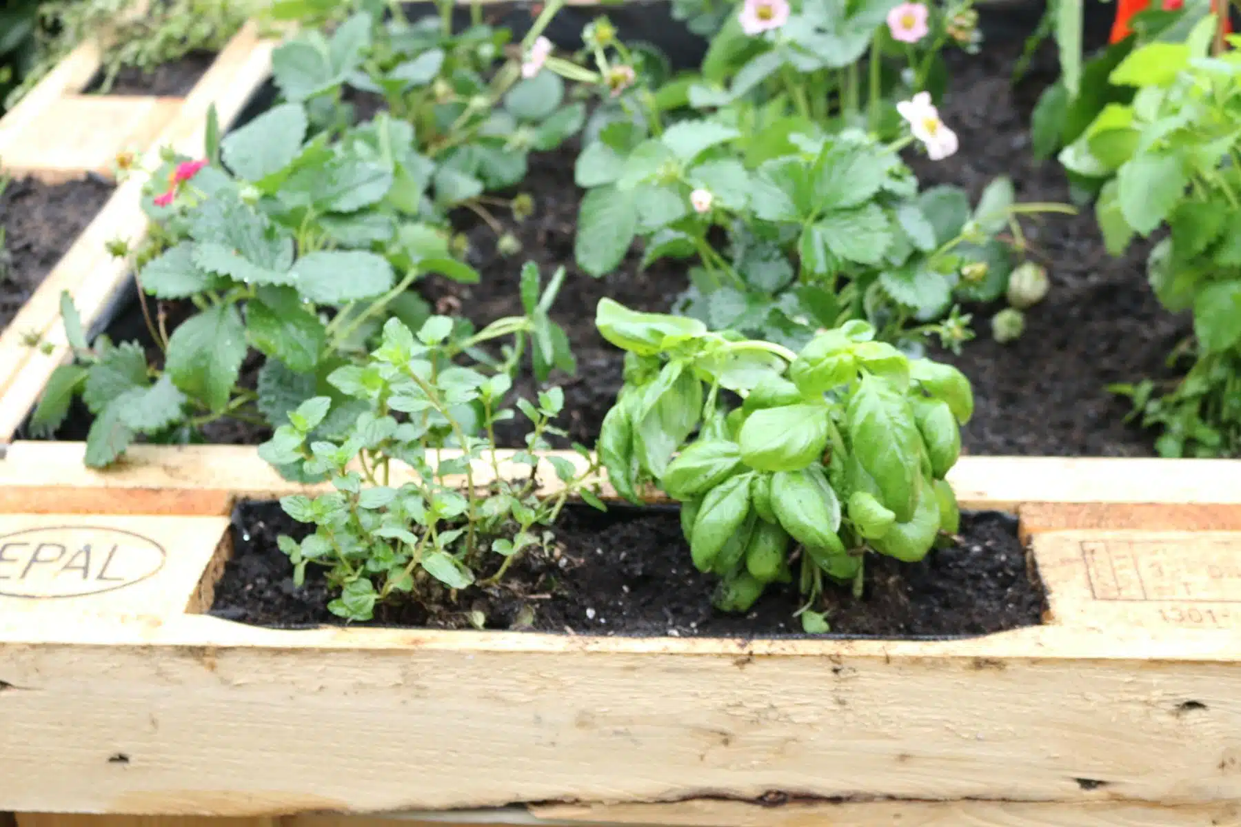 Hochbeet aus Paletten-Europaletten-Beet 