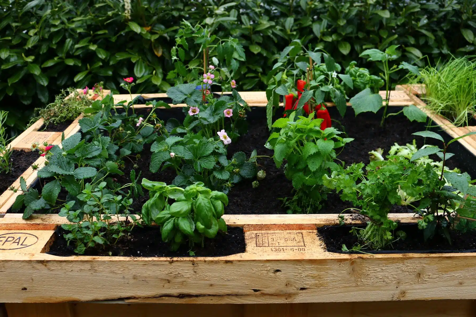 Hochbeet aus Paletten-Europaletten-Beet 