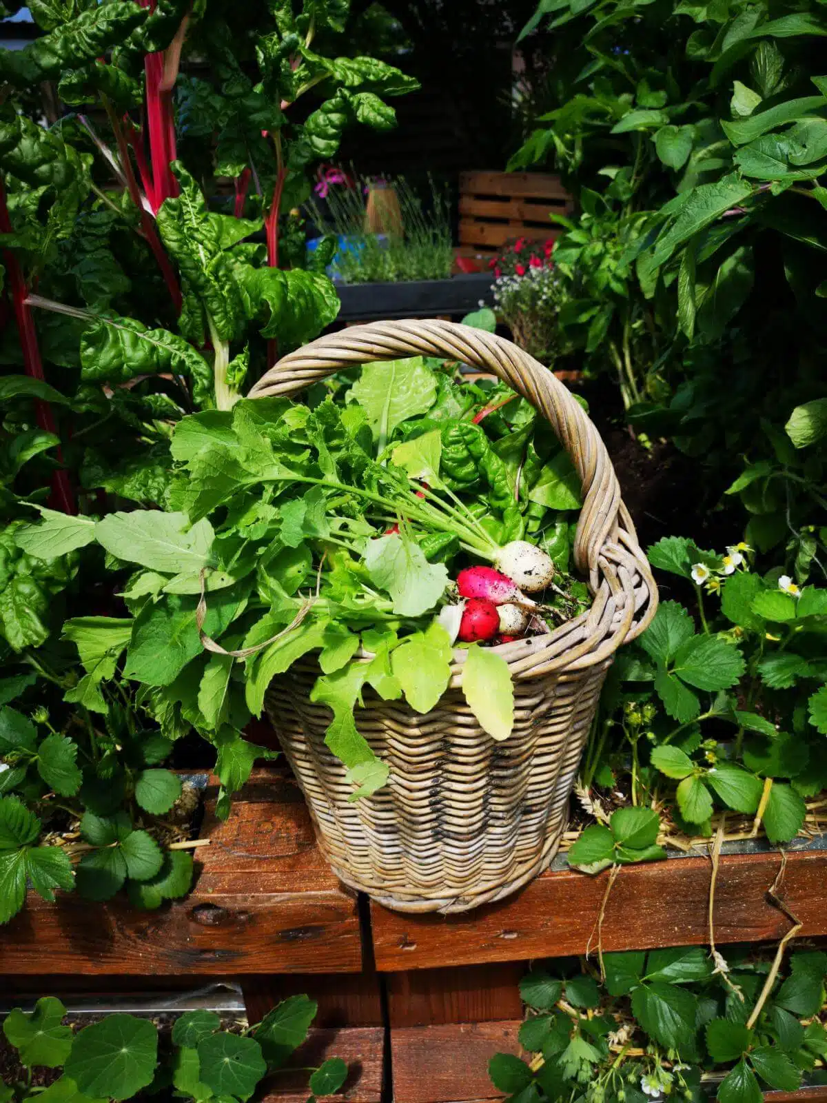 beet aus paletten ernte