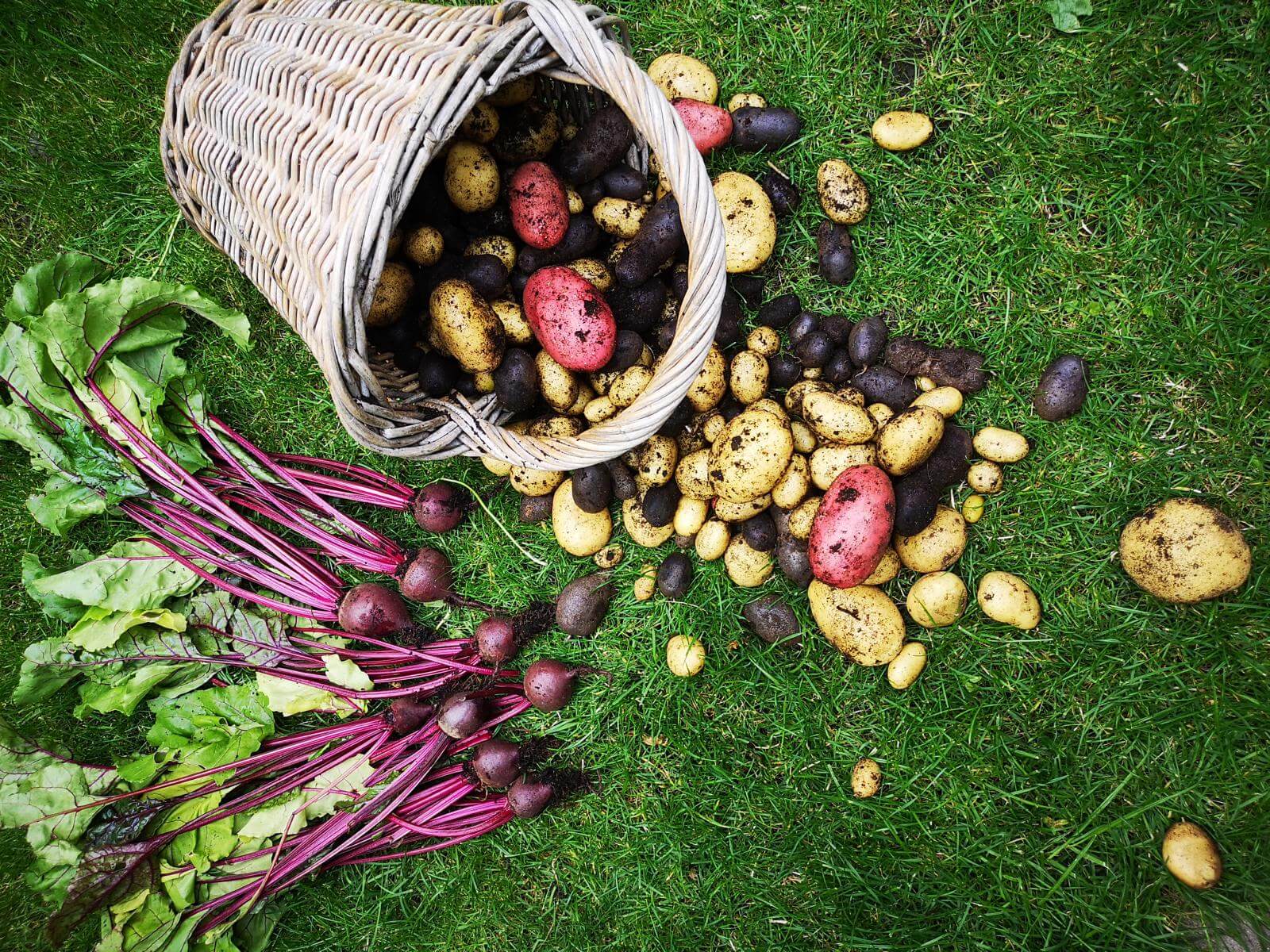 beet aus paletten pflanzen ernten