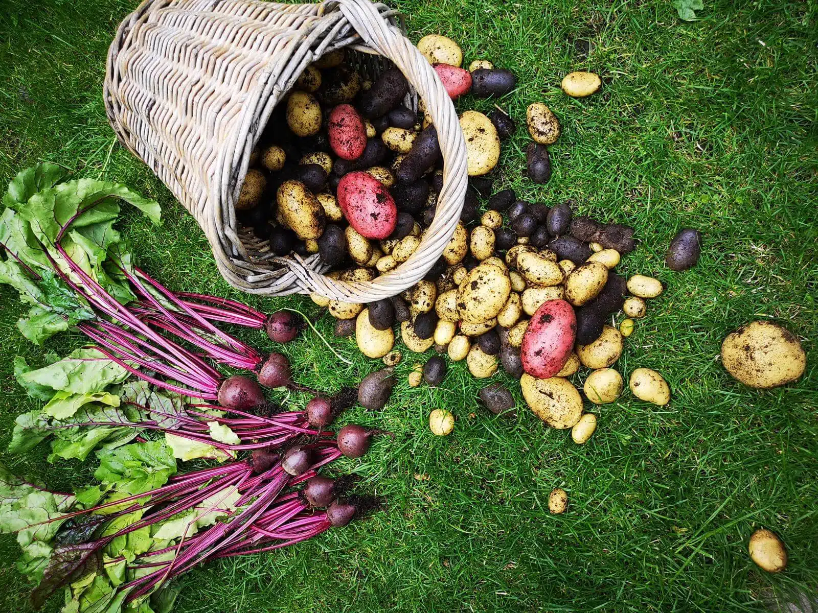 beet aus paletten pflanzen ernten