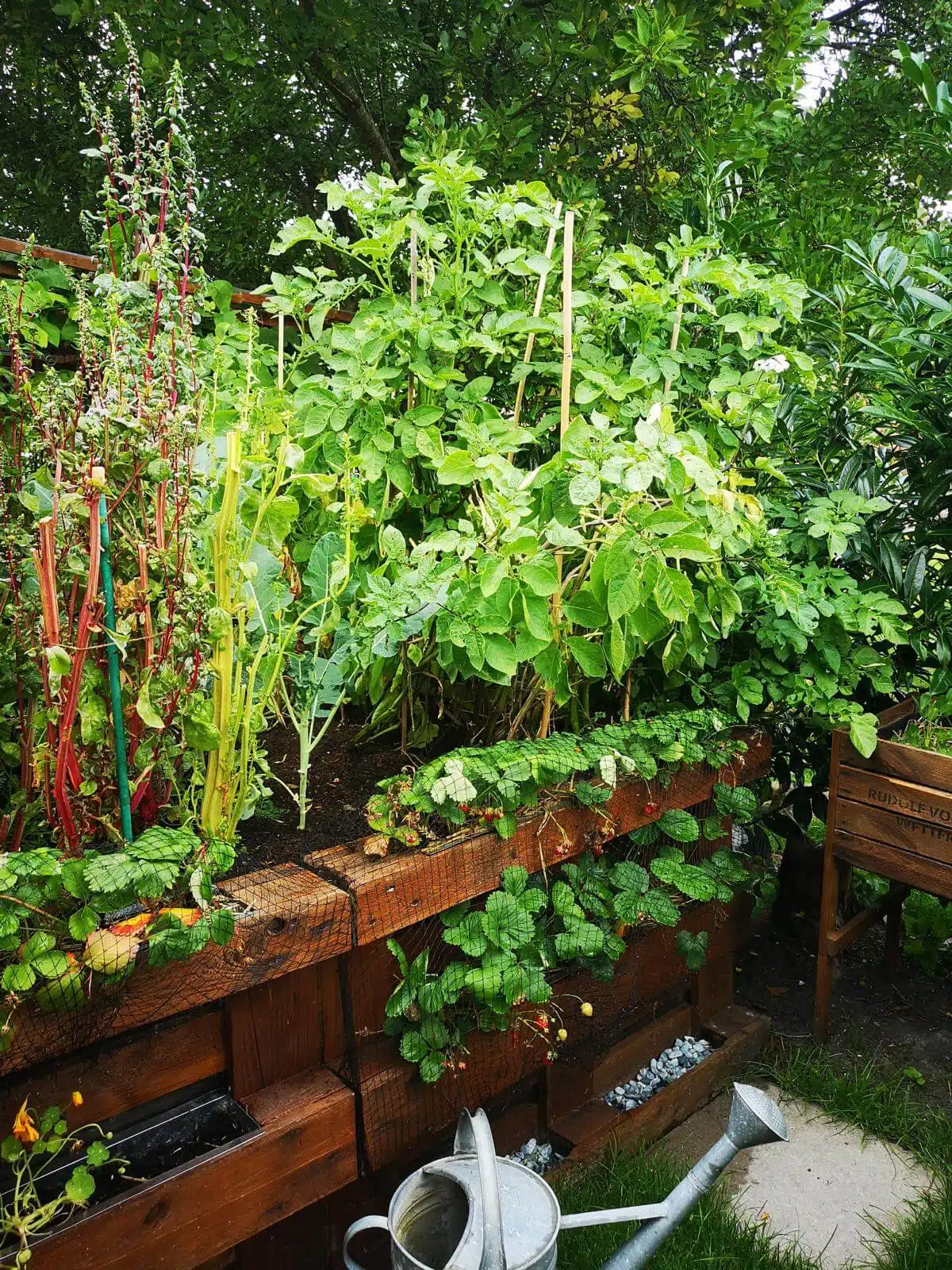 kraeuter und pflanzen fuer hochbeet