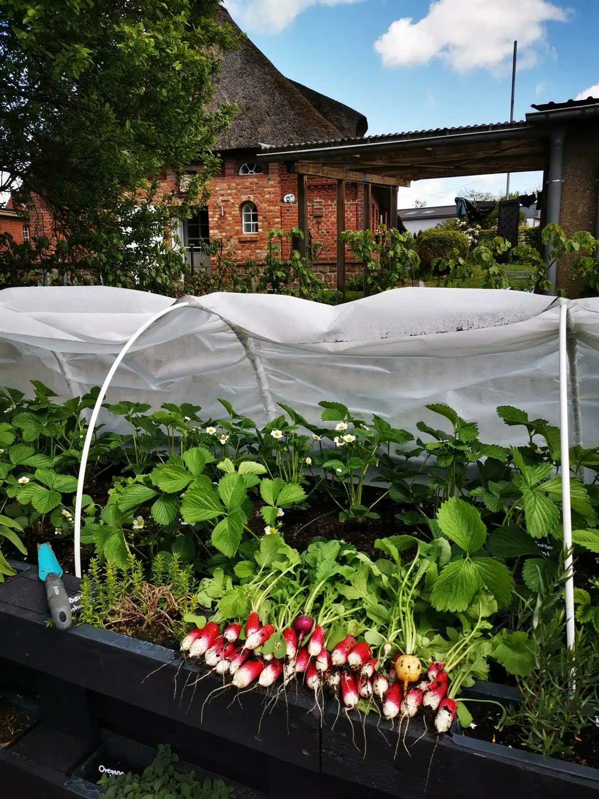 paletten hochbeet ernte bepflanzen